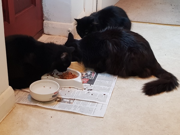 Show me your rescue cat, pleeease!