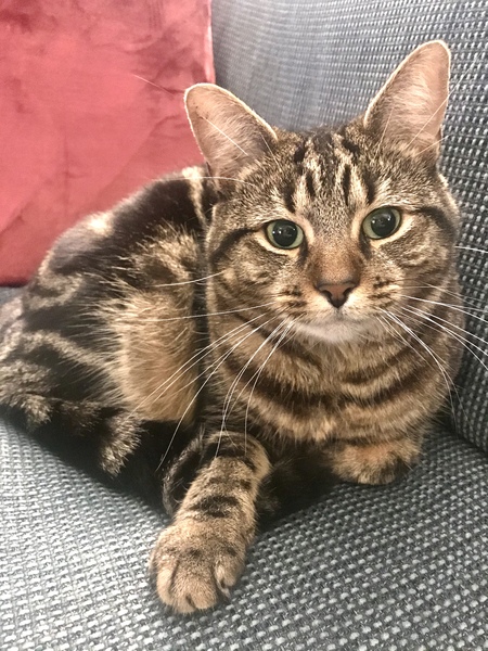Show me your rescue cat, pleeease!