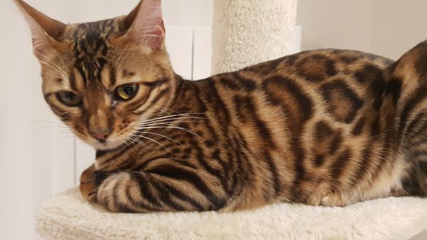 Cat flap advice and when to let the cat out for the first time