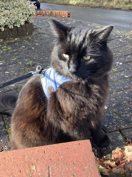 Gratuitous cat pictures please