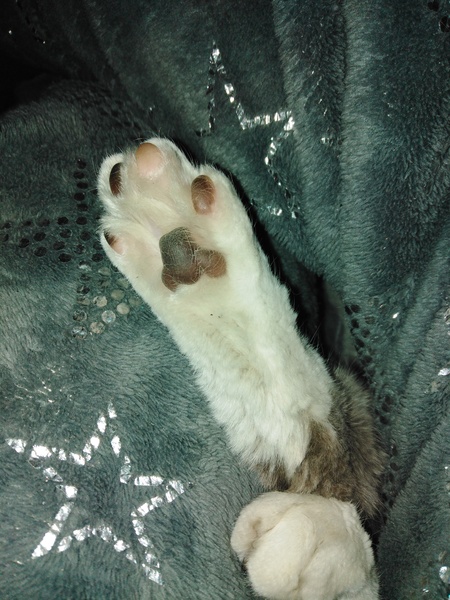 Cat chat thread the umpteenth - the Café is open all welcome