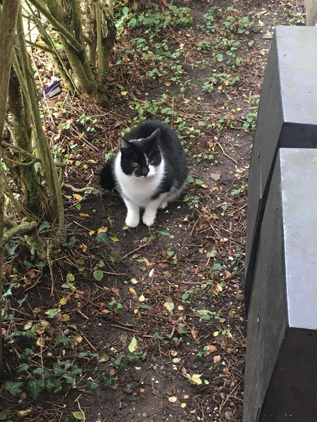 If my cat had AIBU...