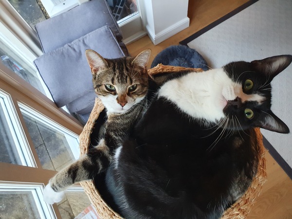 Cat chat thread we've lost count