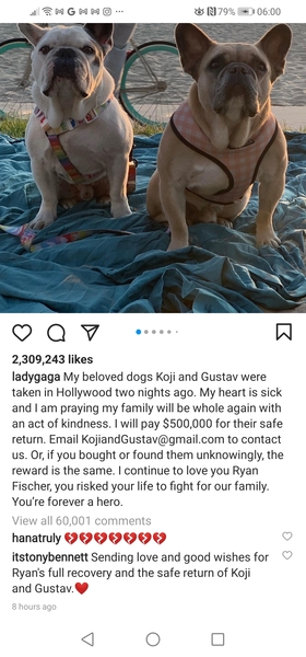 Gaga offers half a million for return of her dogs
