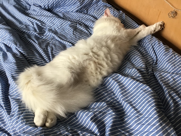 Does anyone else have a cat that smells really nice?