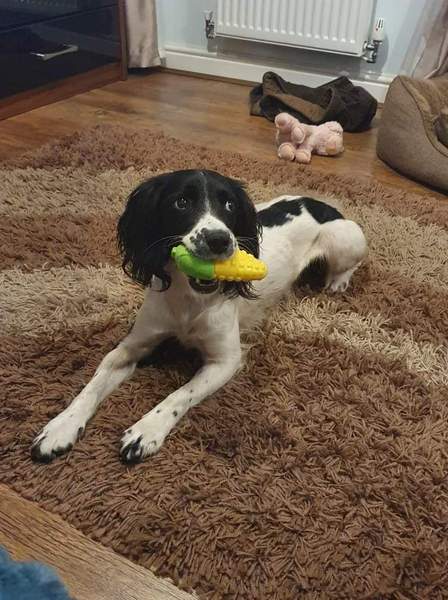 Tell me about your dog's quirks