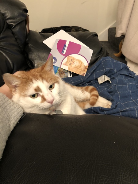 I’m finally going to get a cat!