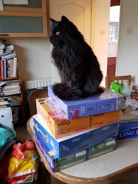 What's your DCat up to today? (Thread 8)