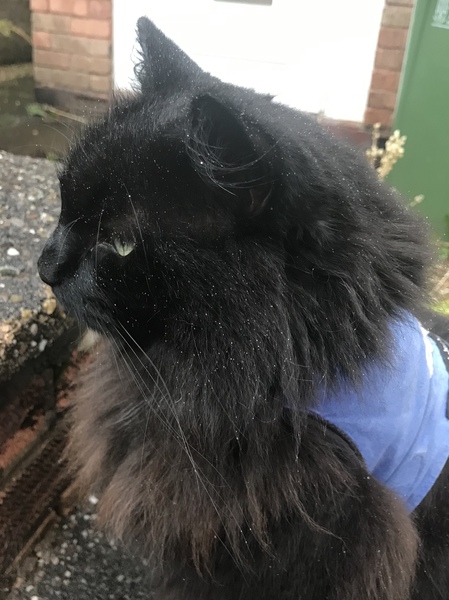 Let’s have a pet picture thread