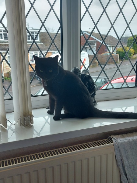 Show me your rescue cat, pleeease!