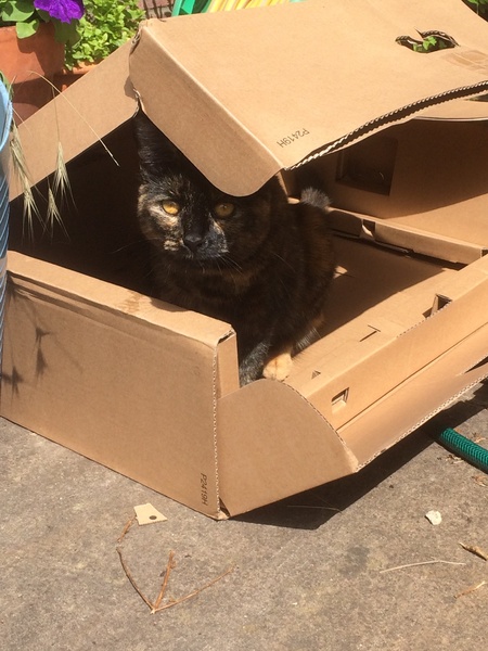 Show me your rescue cat, pleeease!