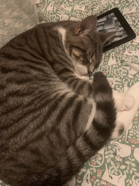 If my cat had AIBU...