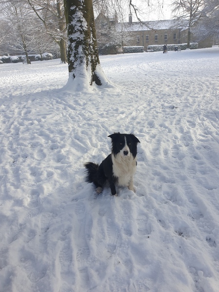 Please tell me good things about collies!