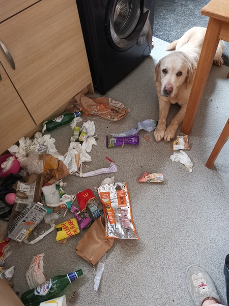 Please give me the strength to adopt ex dps dog.