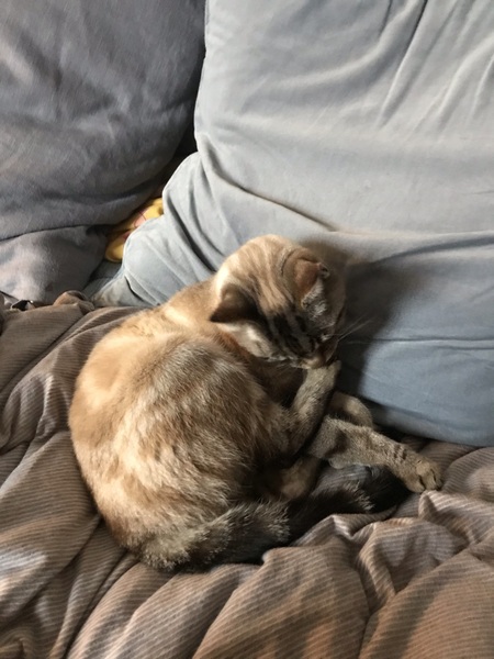 Let’s have a pet picture thread