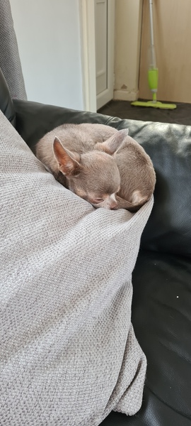 Best dog names you've ever come across