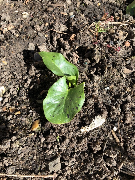 Plant ID help