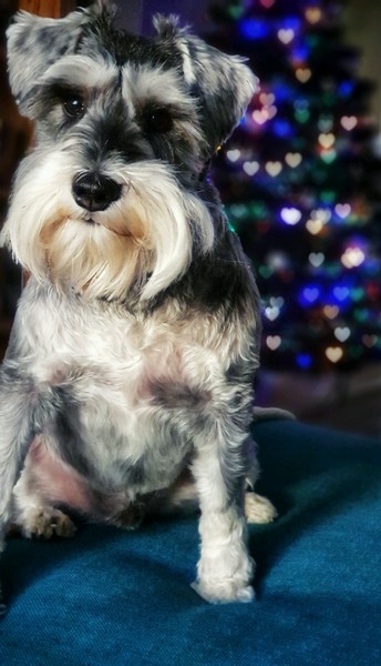 Tell me about your miniature schnauzer