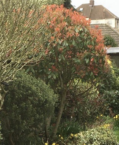 Gardening chat