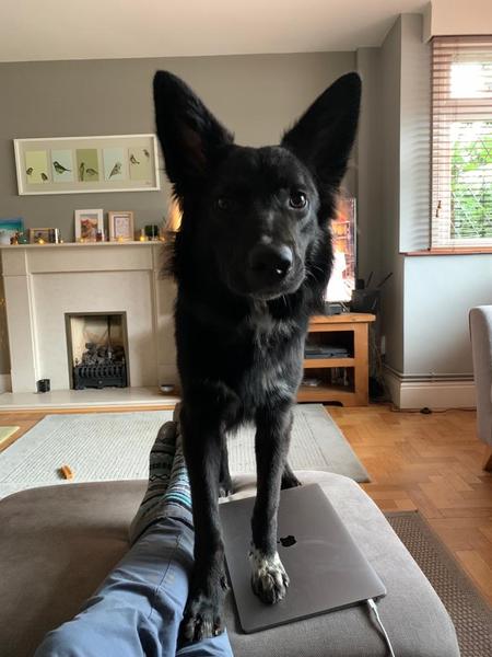 Atypical collie