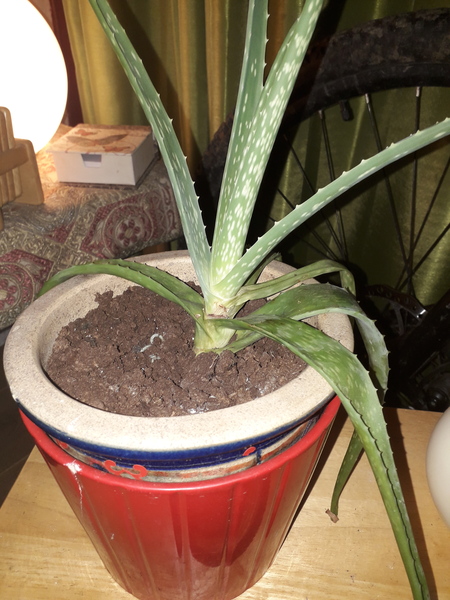 Thread for really fucking ugly houseplants