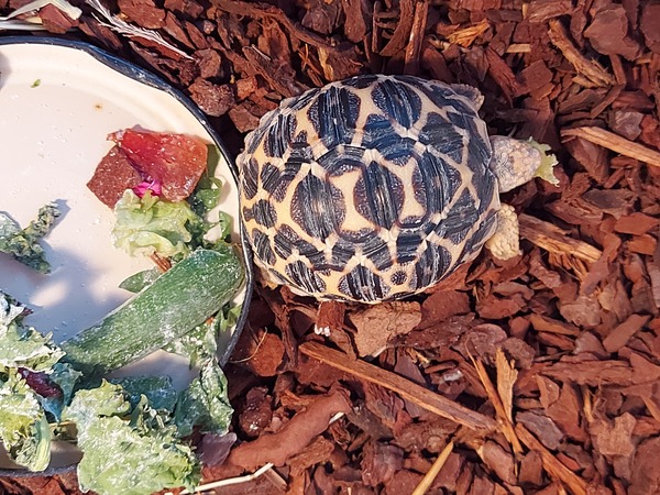 ADs picnic in the park with Twinkle the Tortoise