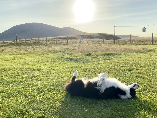 Atypical collie