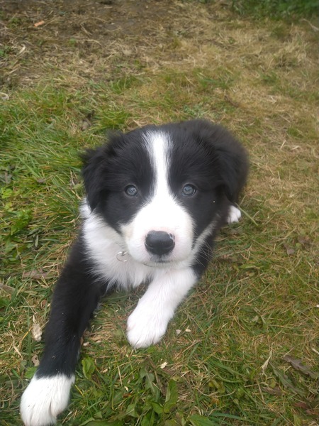Atypical collie