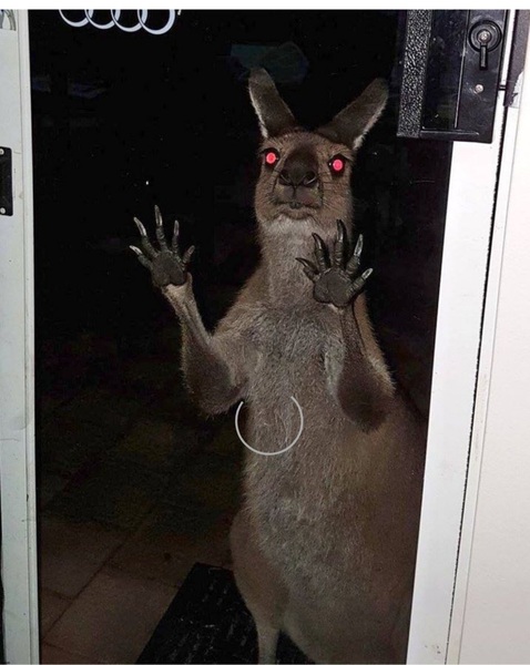 I’m just going to put it out there, kangaroos scare the crap out of me