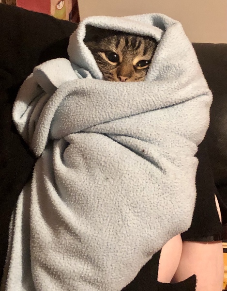 Cat chat thread the umpteenth - the Café is open all welcome
