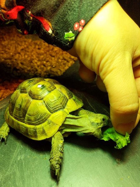 Tortoises 🐢
