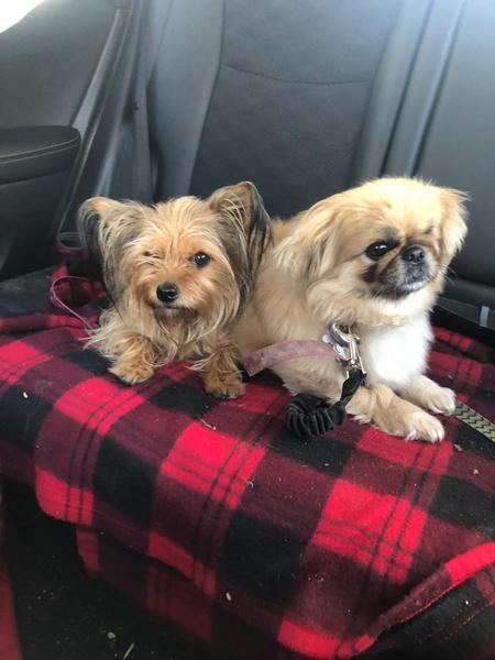 Let’s have a pet picture thread