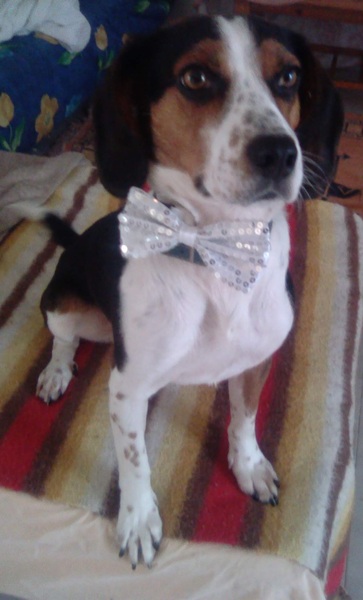 Tell me about the time your dog was a knob