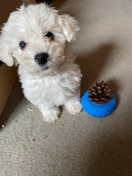 Puppy Survival Thread - January - February