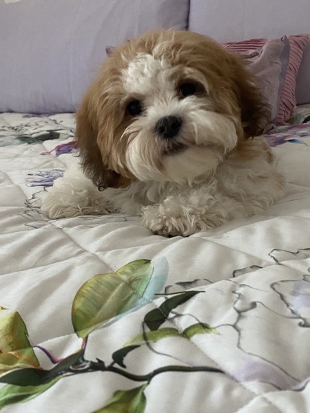 My dog is super cute and I think everyone deserves to appreciate her cuteness!