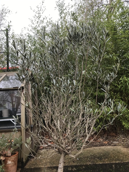 Is this olive tree beyond hope?