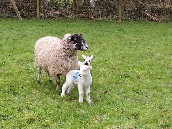 Good News part 11 - Picnics galore as we head into spring