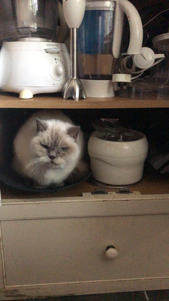 Week 3 - Jan '21 Low Carb Bootcamp - time for Light?