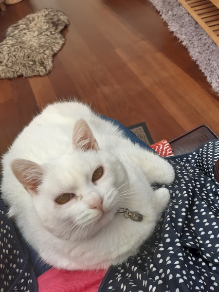 What's your DCat up to today? (Thread 8)
