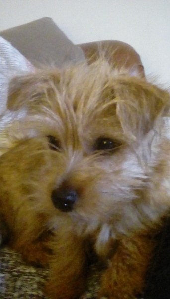 I love my dog