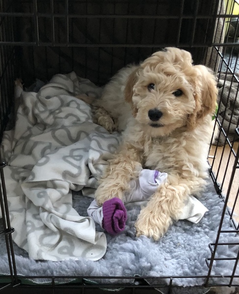 Puppy Survival Thread - January - February