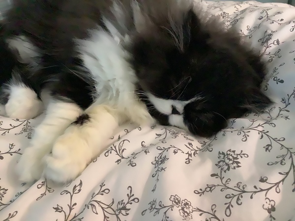 What's your DCat up to today? (Thread 8)