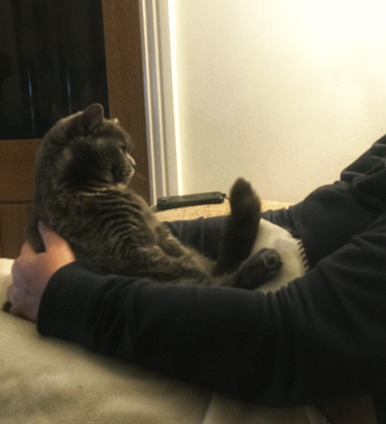 To all of our cats, thanks for helping us through lockdown!