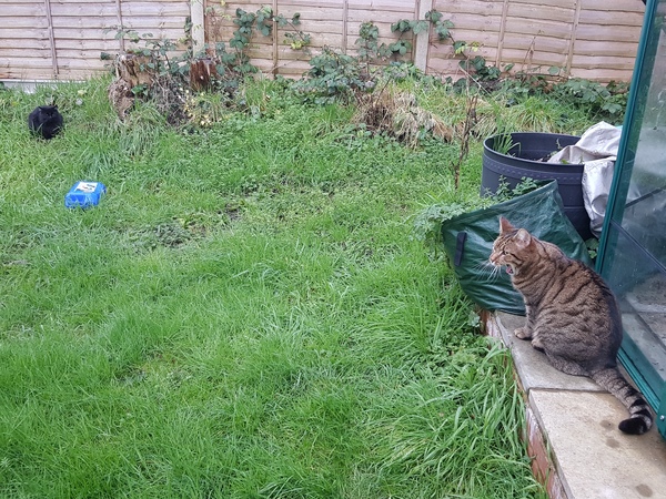Thug cat part 3.  Unbidden guests are often welcomest when they are gone.