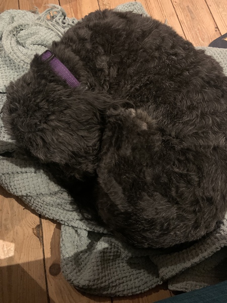 Are expensive dog beds worth it?