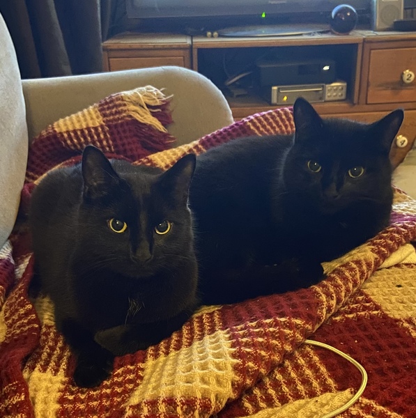 Show me your rescue cat, pleeease!