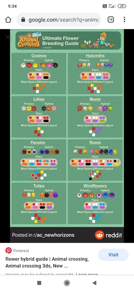 Animal Crossing New Horizons cont.