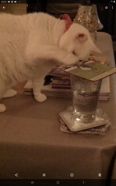Does your cat like you to chase them?