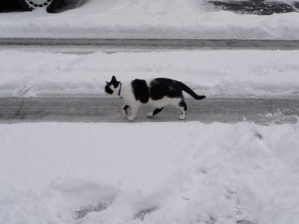 Cats flabby bit under tummy