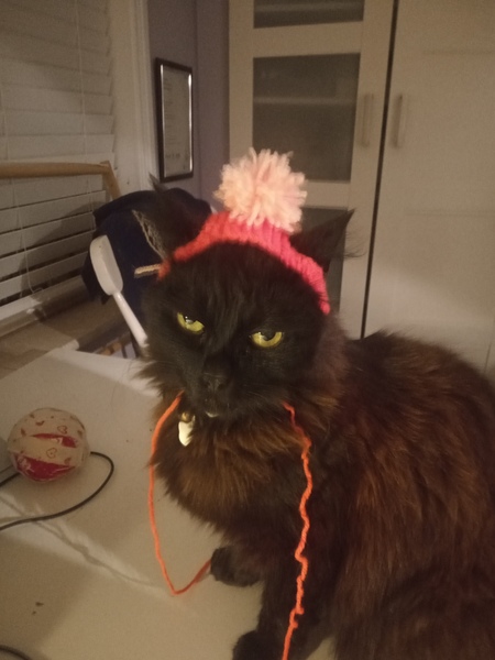 To have just bought a cat jumper. For my cat.